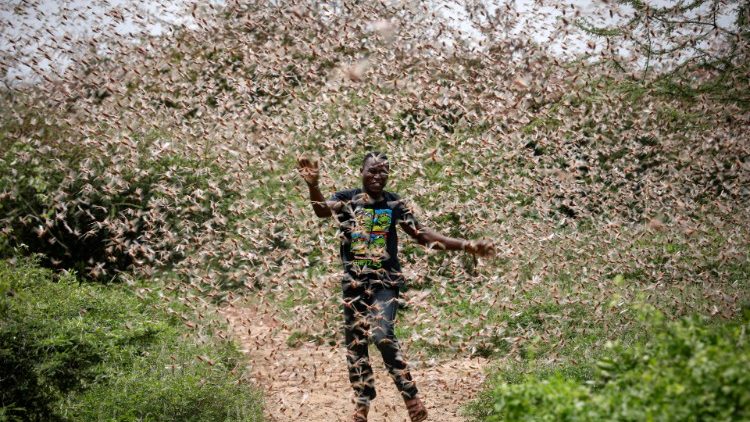 East Africa Continues to Suffer from Desert Locusts Plague