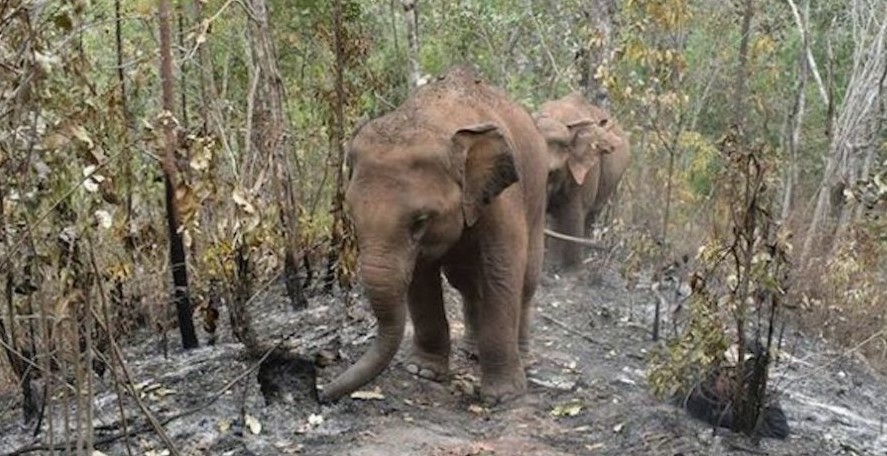Escaped Elephants Leave A 500km Trail of Destruction in China